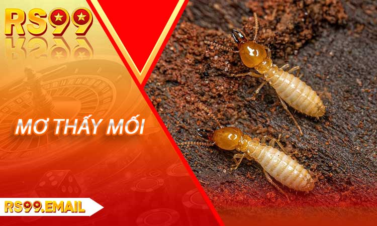 Mơ thấy mối