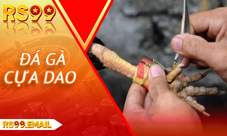 Đá gà cựa dao